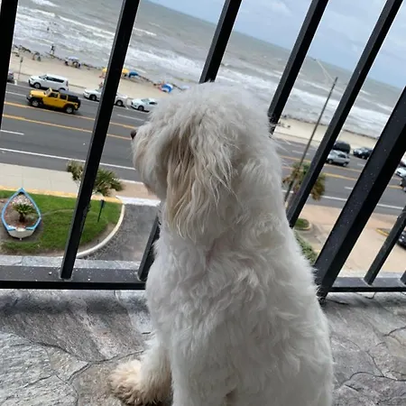 Amazing And Spectacular Ocean And Beach Views In Galveston Exterior foto